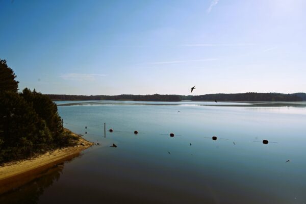 Calm lake with sandy shore, trees to the left, red buoys in water, bird flying above serene blue surface under clear sky.