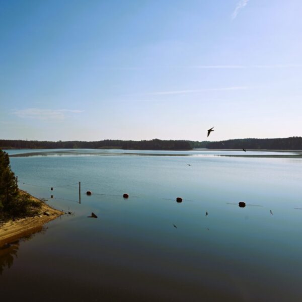 Calm lake with sandy shore, trees to the left, red buoys in water, bird flying above serene blue surface under clear sky.